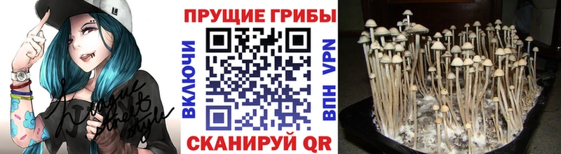 купить наркотики сайты  Бугуруслан  мега tor  Галлюциногенные грибы GOLDEN TEACHER 